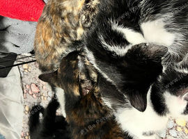 2 lovely kittens