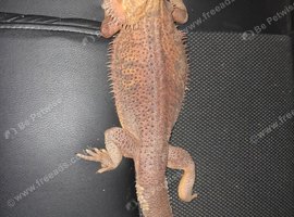 Beared dragon