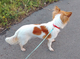 Stunning red and white chihuahua