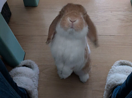 Mini lop