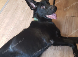 15 month old female