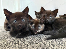 Kittens ready now