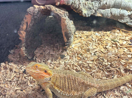 11month old bearded dragon