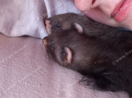 Polecat kits for sale