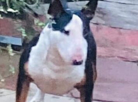 I have English bull terrier proven stud dogs