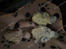 3 baby love birds