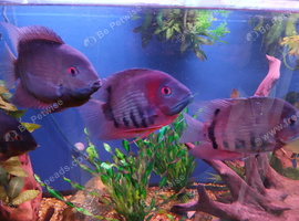 fish for sale