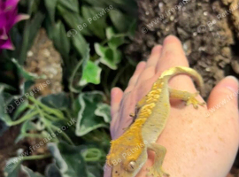 3x baby Crested Geckos - Harlequin/Dalmatian