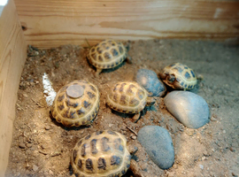 baby horsfield tortoises