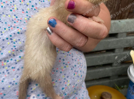 Beautiful lilac ferrets