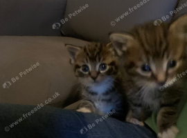 Kitten love