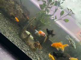 5x goldfish