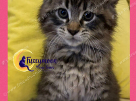 One left! Gorgeous TICA pedigree Maine Coon Kittens