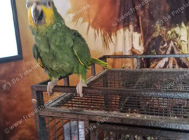 Orange winged amazon
