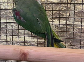 Proven female alexandrine