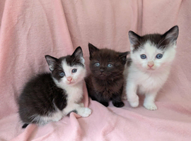 Pretty kittens, flead/wormed/litter trained/socialised/   From &pound;80