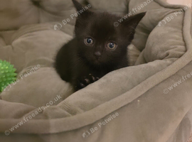 Black baby boy looking for home 8 weeks old