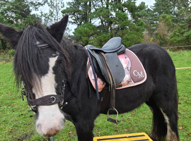 Beautiful Black Mare 13.2_3