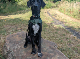 Gsp mix puppy