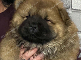 Chow chow puppies