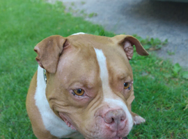 2yr boy pocket bully called champ