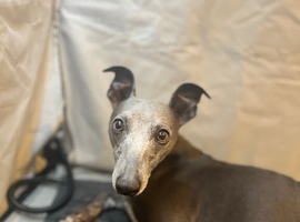 KC registered whippet puppies