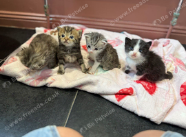 Kittens for sale