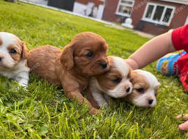 Cavalier King Charles spaniels