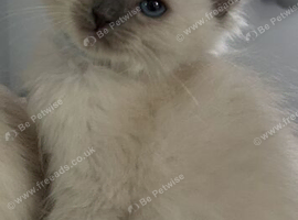 Ragdoll kittens