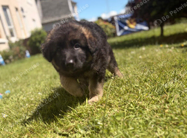 Long Haired GSD Pups