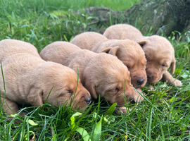 Labrador puppies