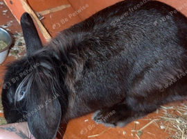 Lionhead rabbits