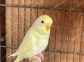 Baby budgies