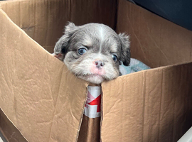 Fluffy French bulldog puppies READY NOW
