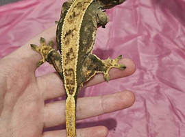 Mix crested geckos
