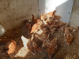Warren chickens 12 weeks
