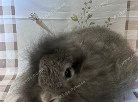 Lionhead/mini lops