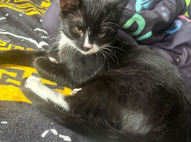Kitten CiCi