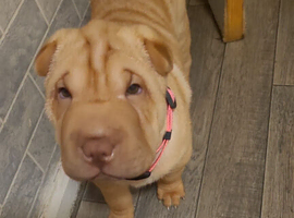 Shar pei puppys