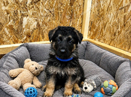 ONLY 1 BOY GERMAN SHEPHERD LEFT