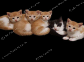 6 kitten ready for new home. N.IRELAND Co.down