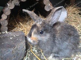 8 week female lop and set up