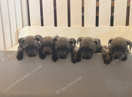 Blue Staffy pups kc registered