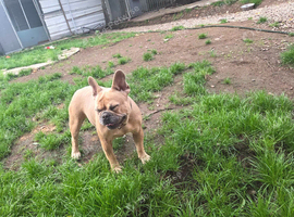 Tan french bulldog