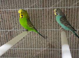 Budgie pairs