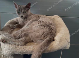 Beautiful russian blue girl in need new home