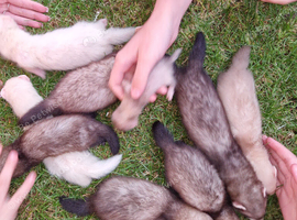 Ferret kits ready to go