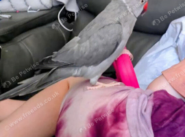 Grey male Indian ringneck