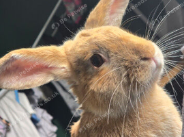 11 month old male rabbit for sale  REGGIE