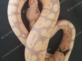 Royal python hatchlings